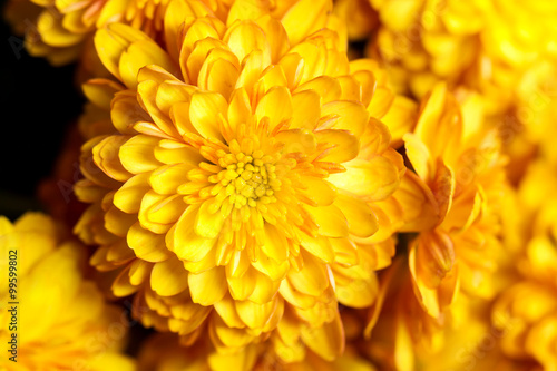 Beautiful of yellow Garden Dahlia flower © suwatwongkham