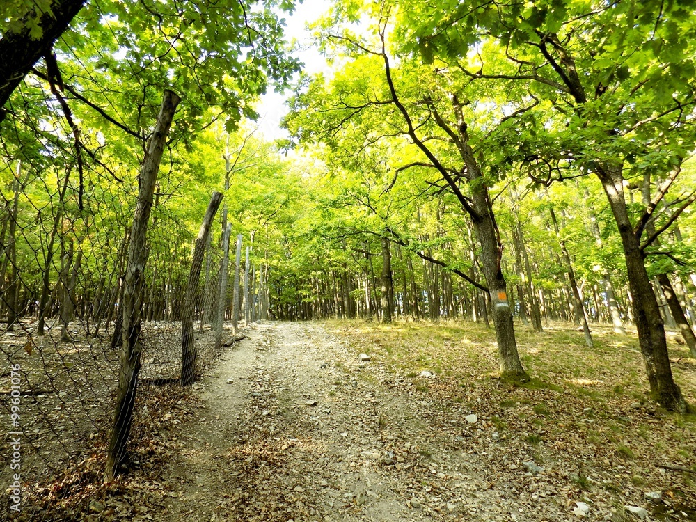 Fototapeta premium Path in deciduous forest
