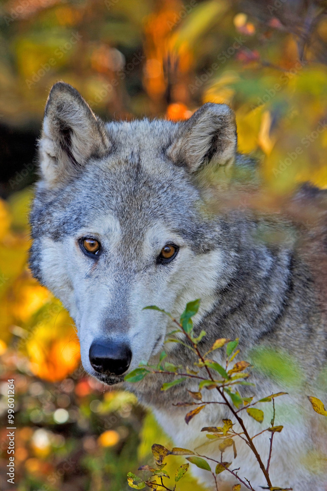 Obraz premium Timber Wolf peaking out from behind bushes