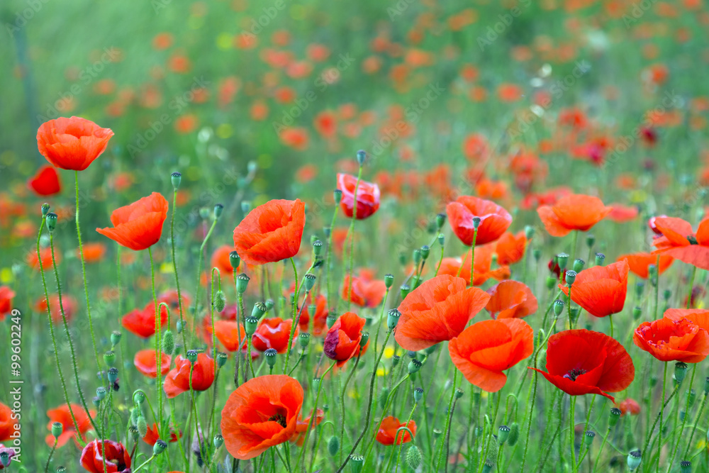 Obraz premium blossoming wild red poppies