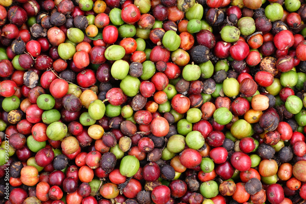 fresh coffee beans before roast. fresh coffee beans before roast.