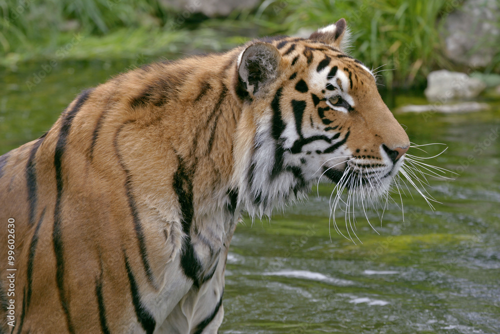 Profile of beautiful Bengal Tiger standing in water Profile of beautiful Bengal Tiger standing in water