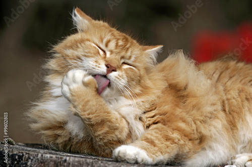 Ginger tabby Cat cleaning paw © rima15
