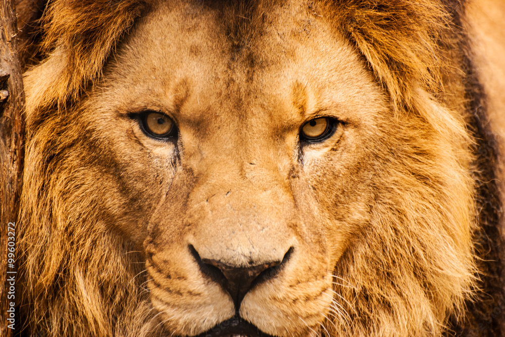Naklejka premium Zbliżenie portret lwa afrykańskiego