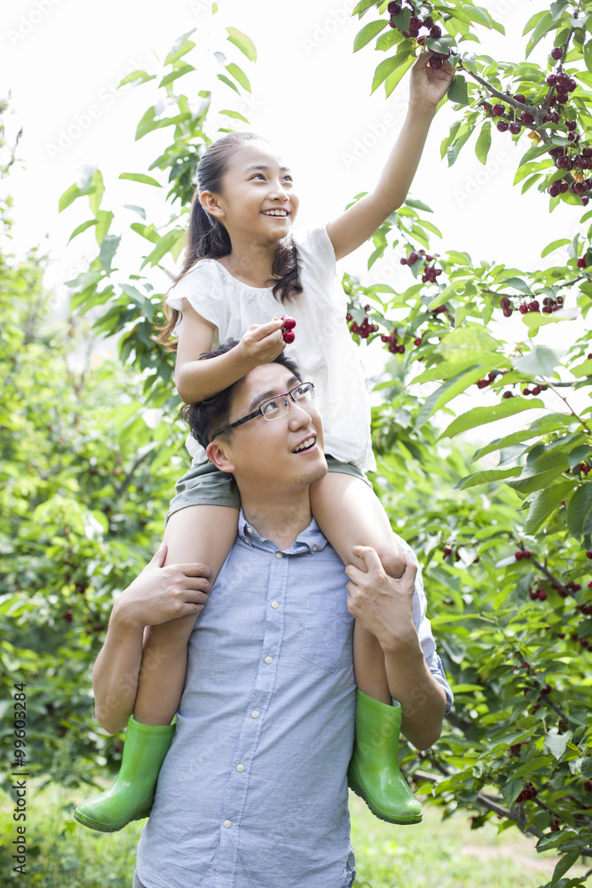 Young father and daughter picking cherries in orchard Young father and daughter picking cherries in orchard