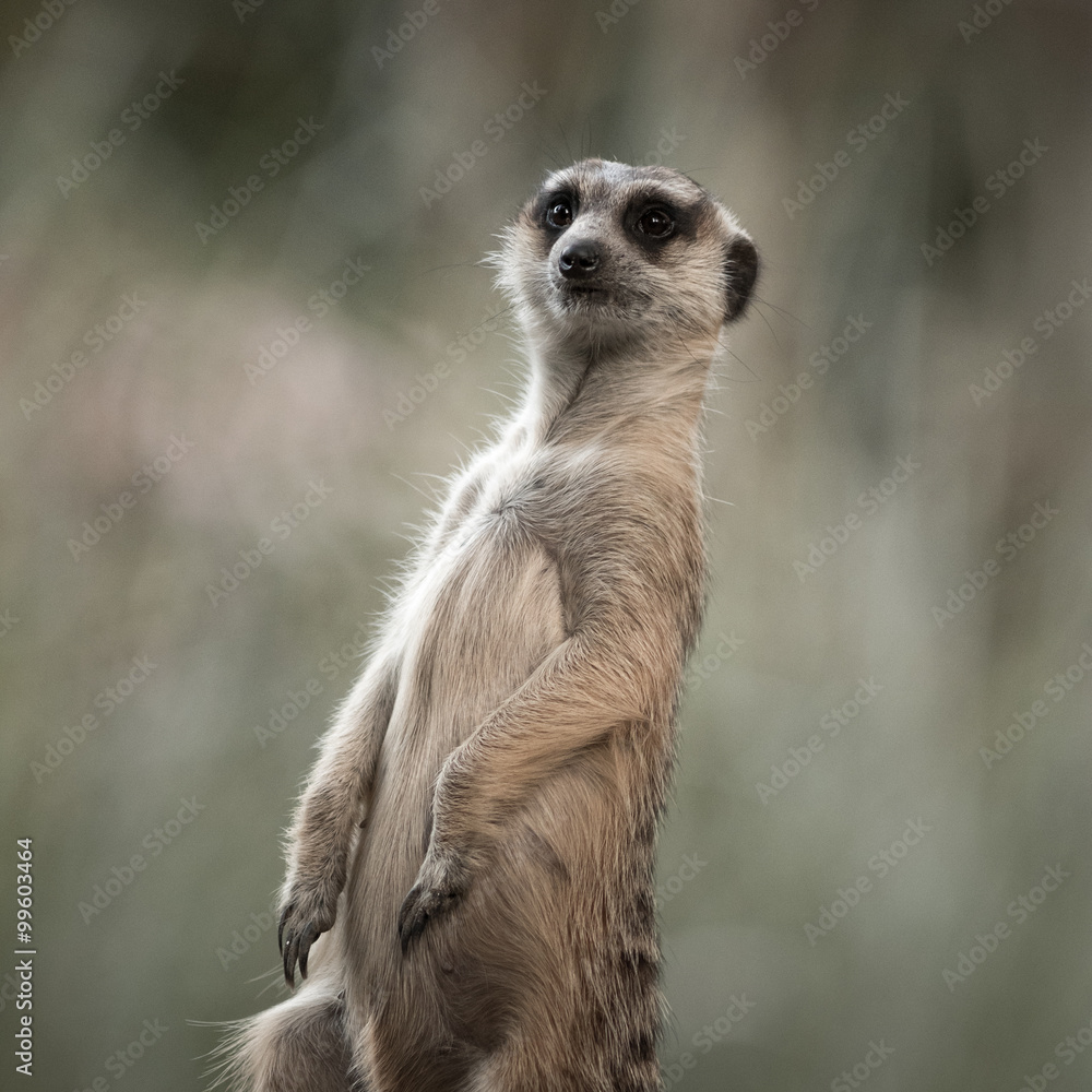 Fototapeta premium The meerkat