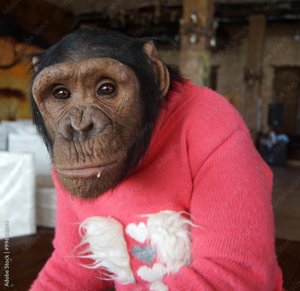 real monkey in costume Stock Photo | Adobe Stock