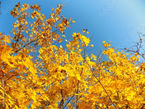 Fototapeta Naklejka Na Ścianę i Meble -  Yellow leaves on tree in autumn