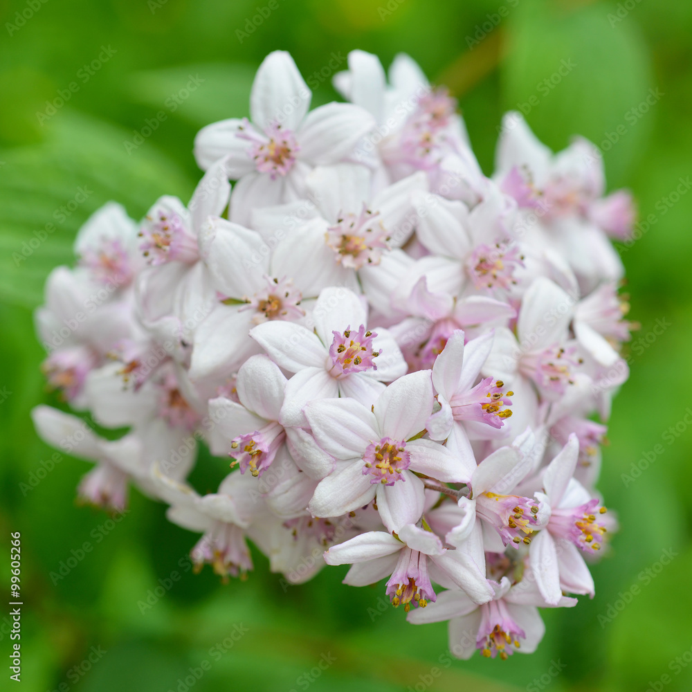 Flower Deutzia magnifica Mont Rose Flower Deutzia magnifica Mont Rose