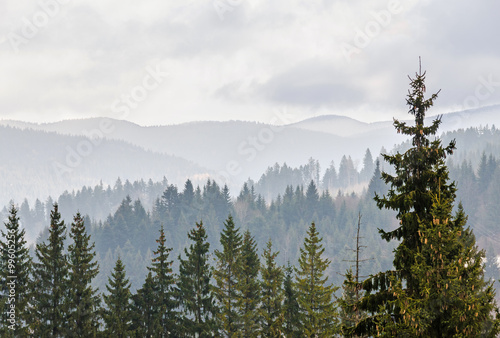 Fototapeta Naklejka Na Ścianę i Meble -   The Carpathian Mountains with pines forest, colored trees, cloudy vibrant sky, fog, autumn-winter time. Predeal, Romania.