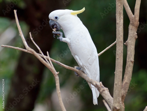  white cockatoo