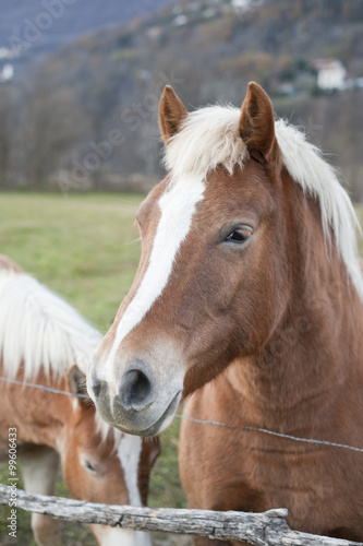 Horse portrait © archimede