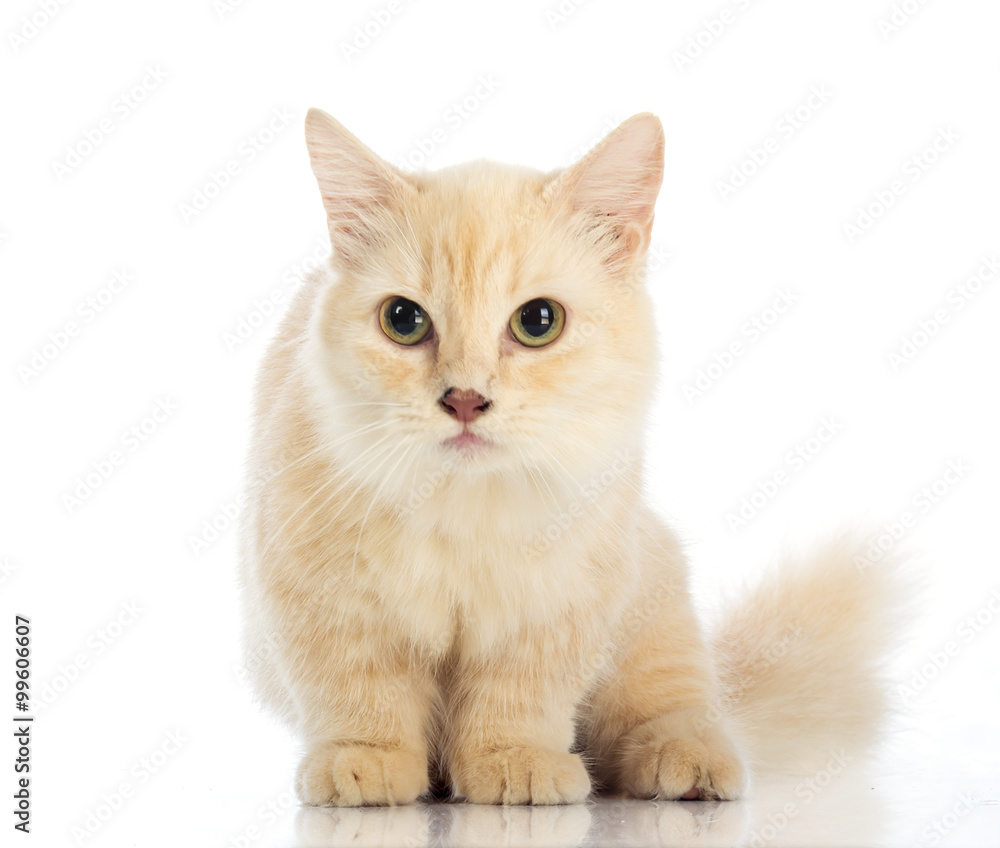 Obraz premium White cat Munchkin on white background