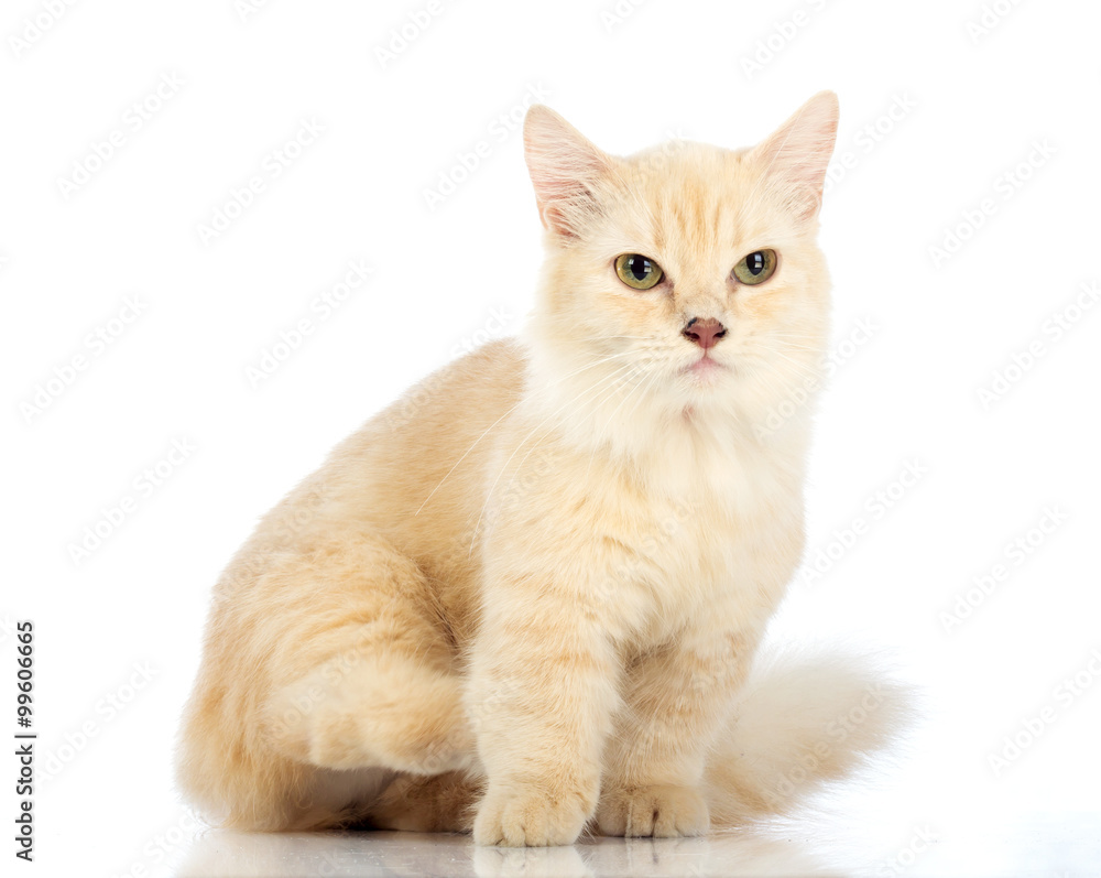 White cat Munchkin on white background White cat Munchkin on white background