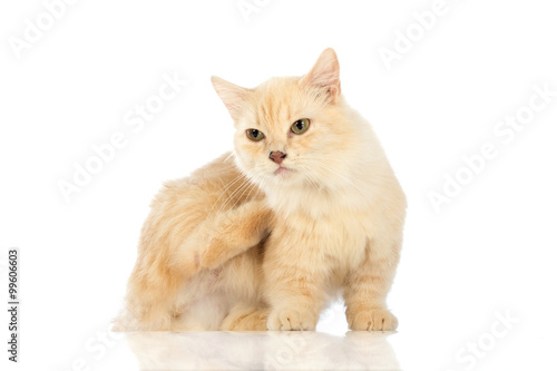 Foto White cat Munchkin on white background
