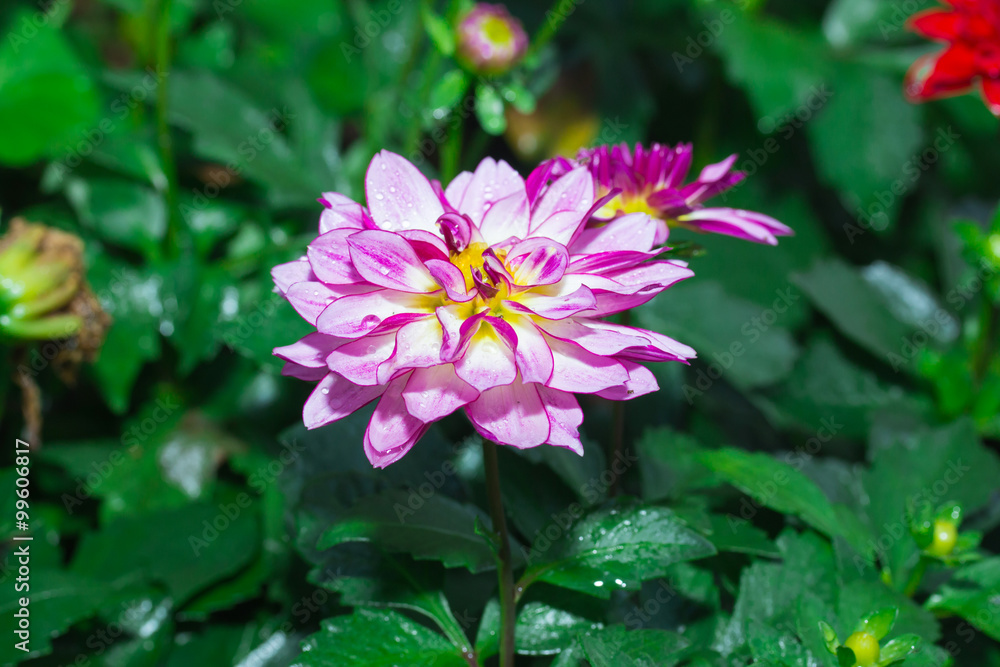 Colorful dahlia flower in garden
