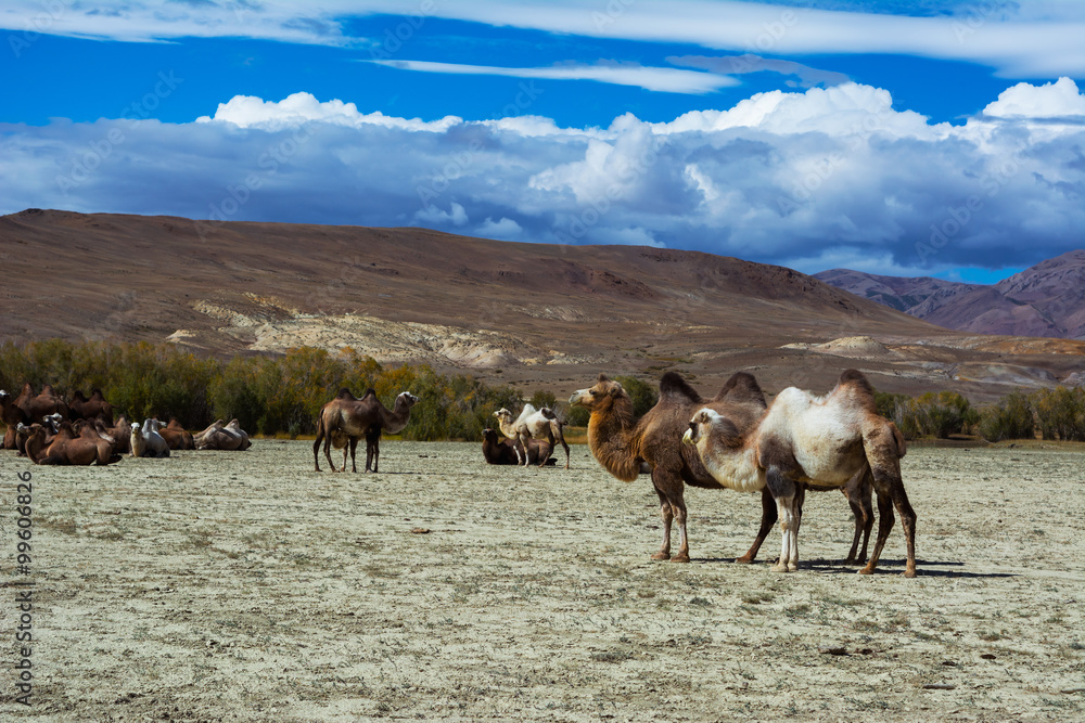 Camels in the steppe landscape, blue sky with clouds. Chuya Steppe Kuray steppe in the Siberian Altai Mountains, Russia