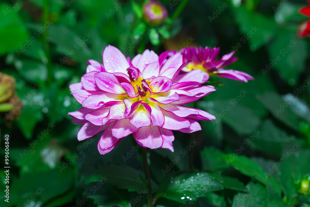 Colorful dahlia flower in garden
Colorful dahlia flower in garden