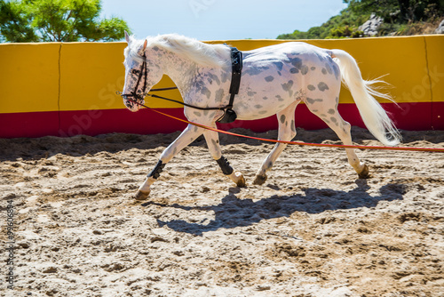 Quadro em tela Thoroughbred spanish horse