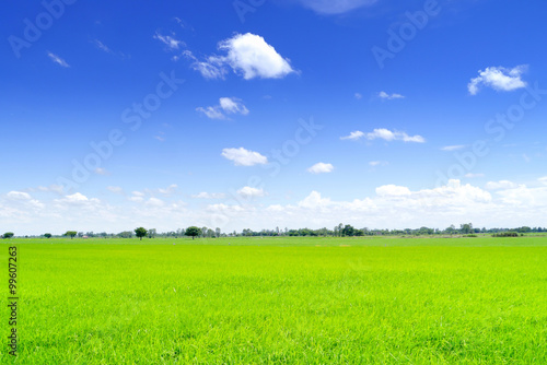  Field in blue sky.