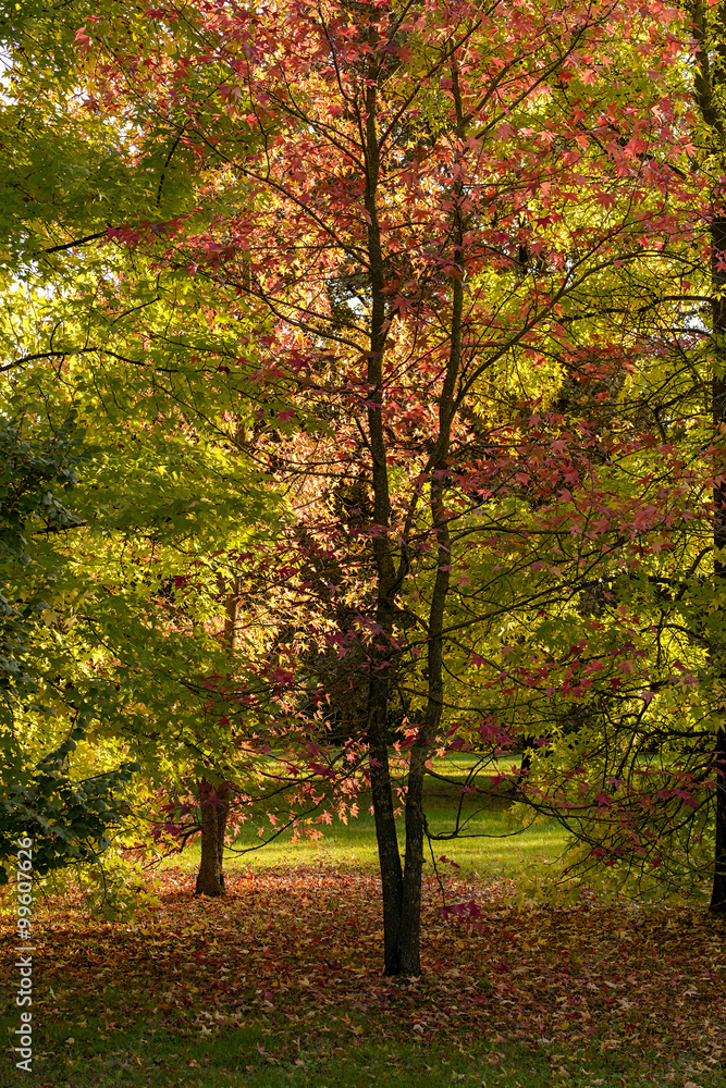 red tree in the middle of green and yellow tree outdoors in a park red tree in the middle of green and yellow tree outdoors in a park