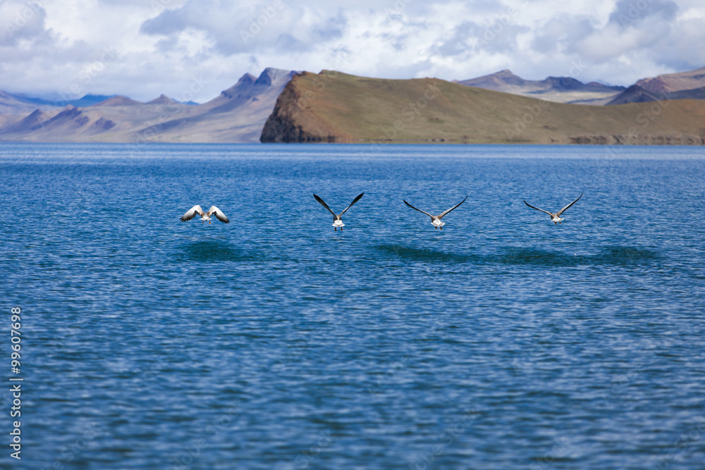 Naklejka premium Birds flying over lake