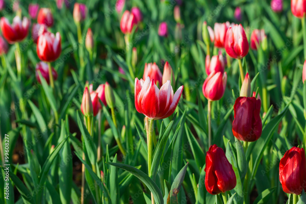 beautiful Red tulip in thailand garden
