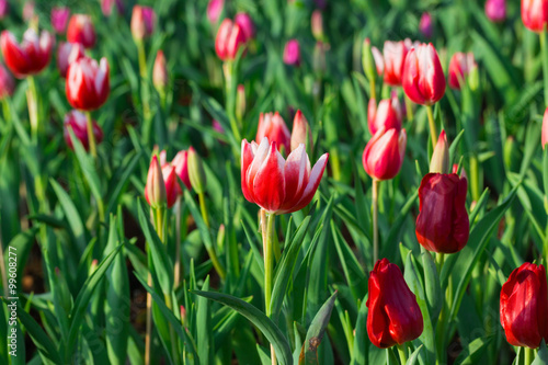 beautiful Red tulip in thailand garden   © sakdinon