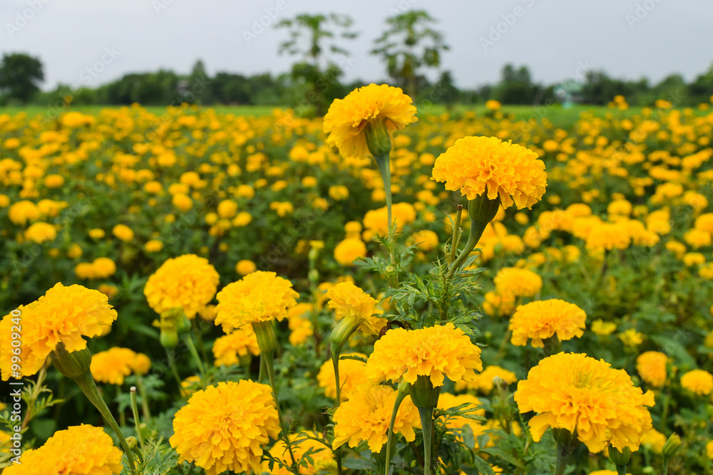 marigold marigold