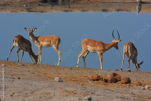 Schwarznasen-Impalas (Aepyceros melampus petersi) im Etosha Nationalpark