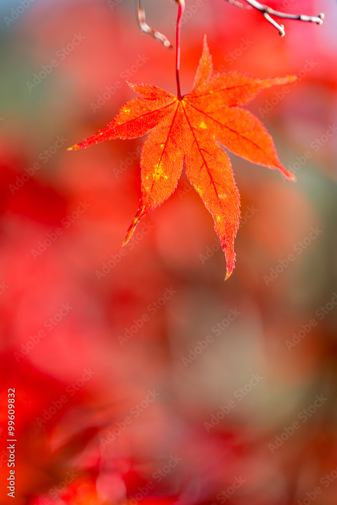 autumn background autumn background