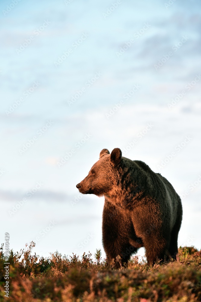 Fototapeta premium brown bear at sunset with blue sky