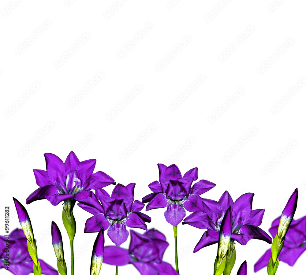 iris blue flowers on a white background