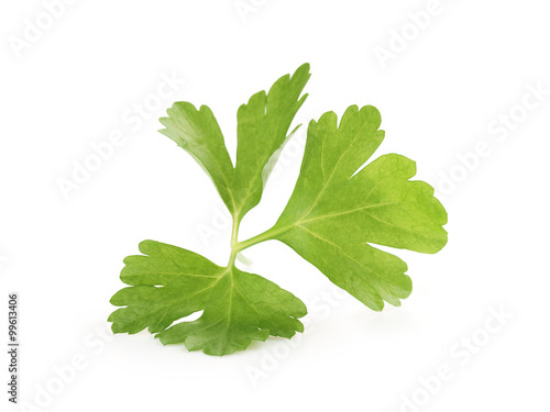 fresh green parsley leaf isolated