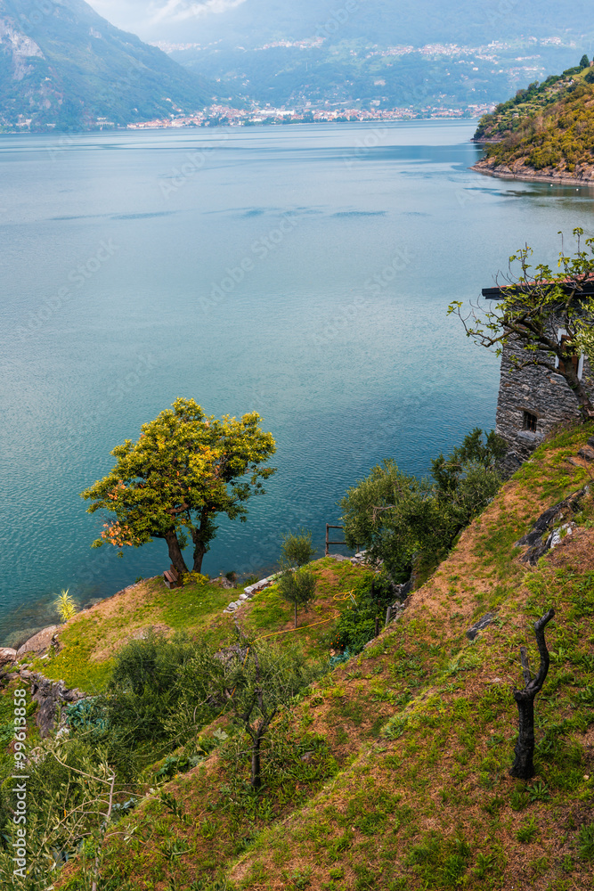 Naklejka premium Green tree on turquoise water of the lake background. Como lake landscape in Italy, Alps, Europe.
