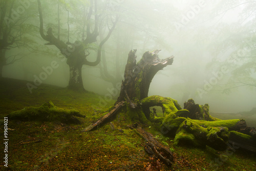 Misty beech wood in Orozko (Biscay, Basque Country) © inakibo