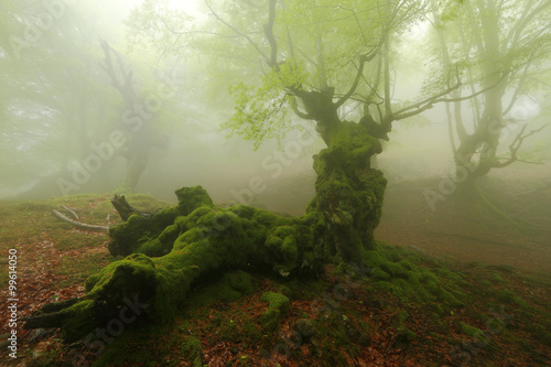 Misty beech wood in Orozko (Biscay, Basque Country) photo