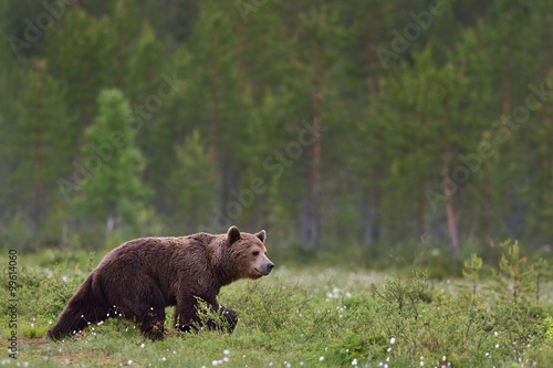 brown bear walking with forest background