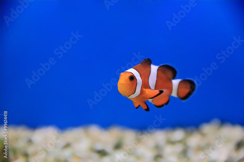 Clown fish