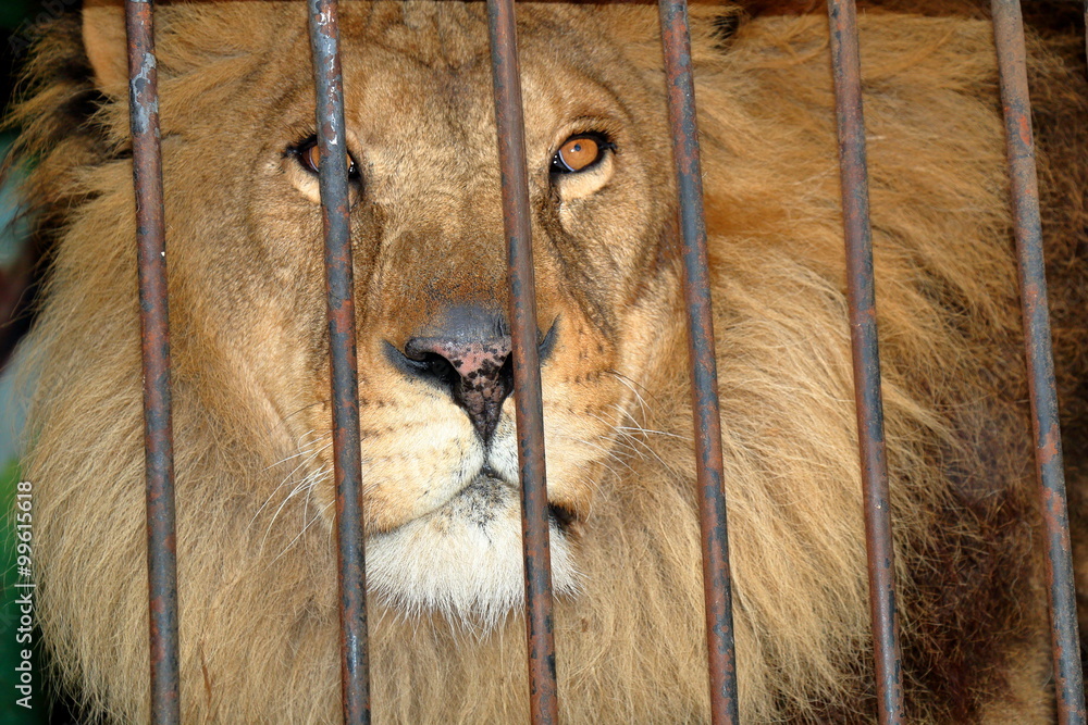 Sad lion behind bars in a zoo cage Stock Photo Adobe Stock