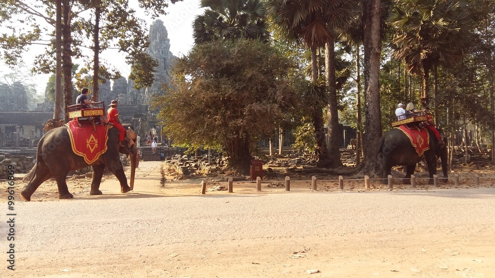 Naklejka premium Elephants near the temple