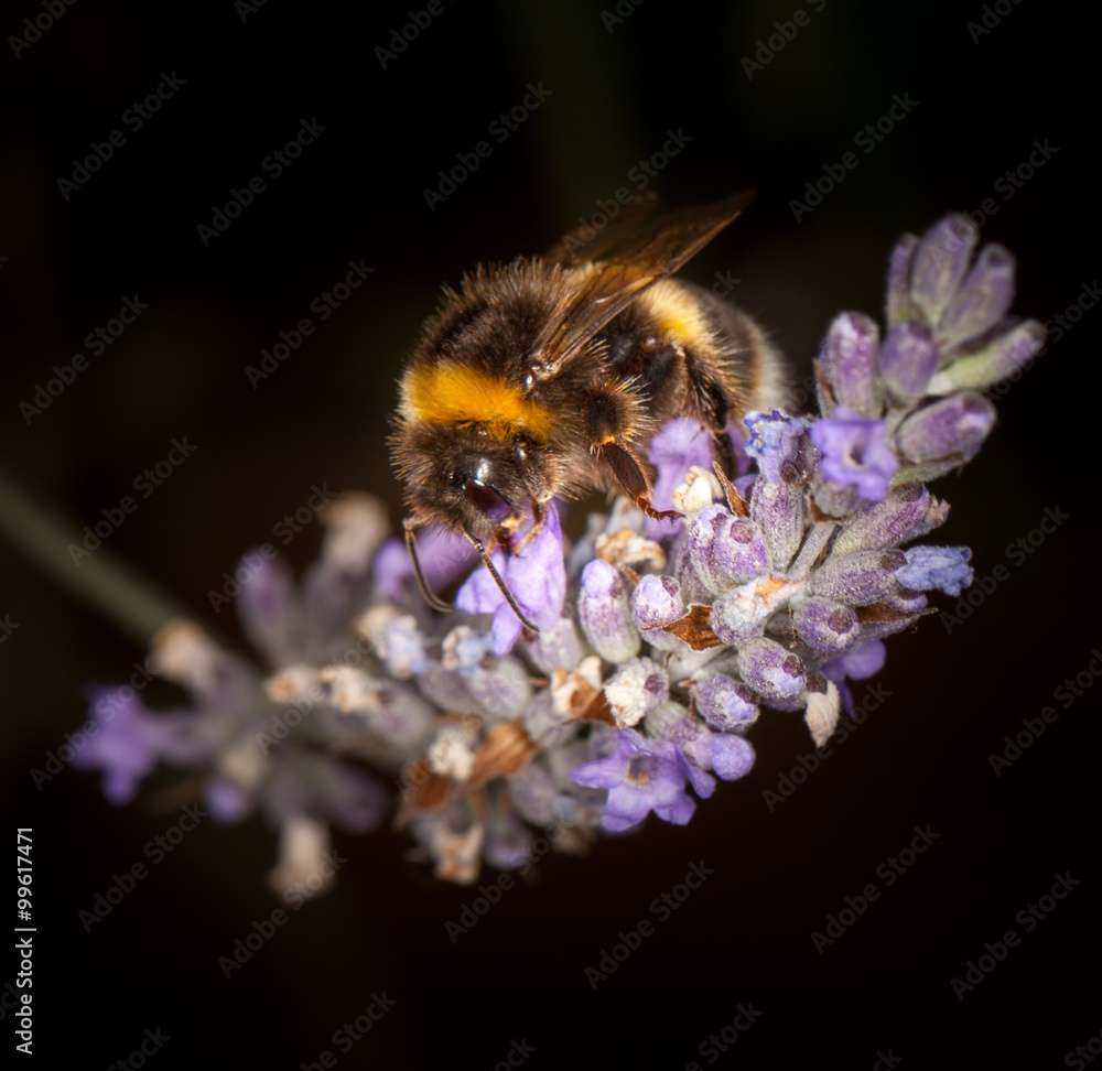 Bee on Lavander Bee on Lavander