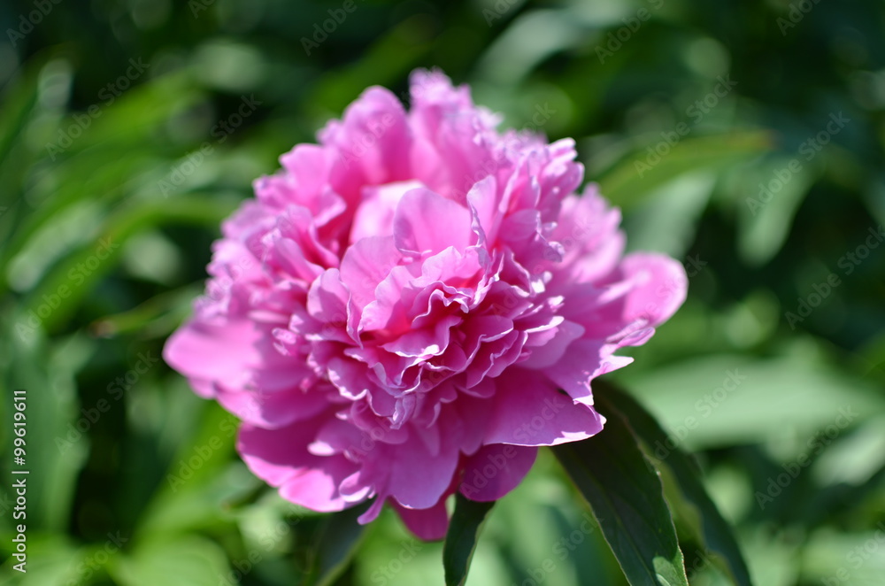 Macro peony flower 