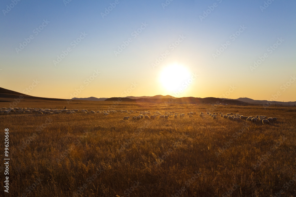 Sheep grazing in a field during sunset