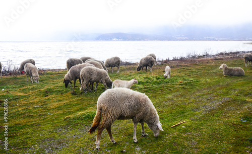 Picture of a Sheep grazing on lake shore. Animal theme