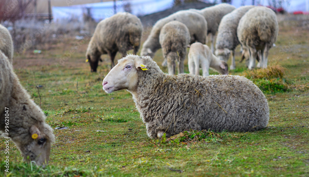 Naklejka premium Sheep laying down