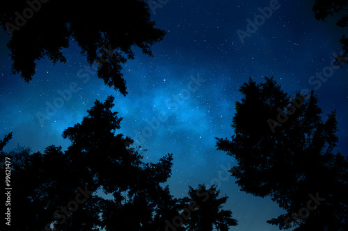 Night sky shot underneath trees