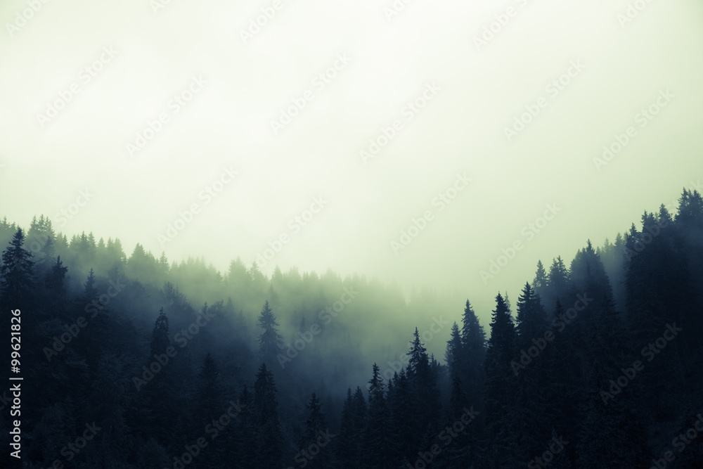 Naklejka premium Chmury i mgła nad sosnowym lasem
