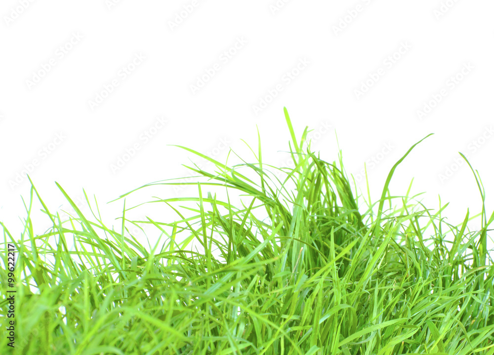 Fototapeta premium Isolierte Grashalme