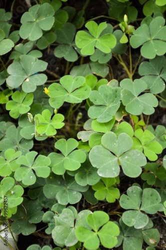 Oxalis tree in garden